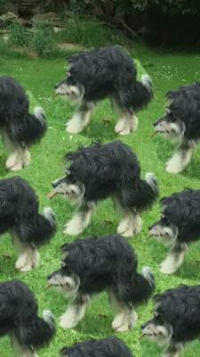 71527946995_sobaka8.jpg (15 KB)