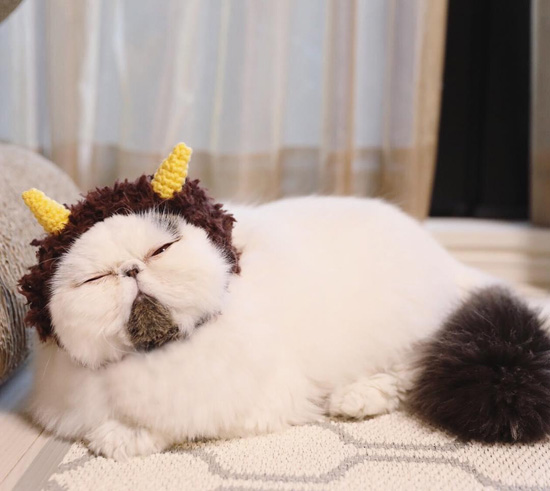 4Sonnyj-kot-stal-geroem-populyarnyh-memov4.jpg (79 KB)