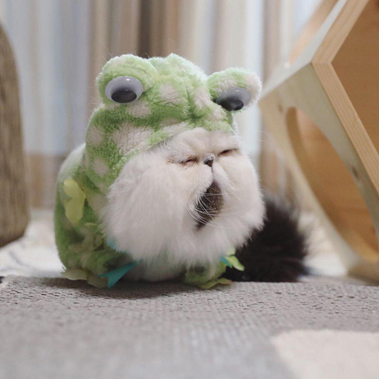 5Sonnyj-kot-stal-geroem-populyarnyh-memov7.jpg (93 KB)