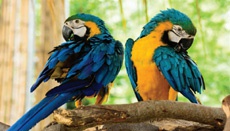 Новый 16-Мп сенсор OmniVision рассчитан на смартфоны топового уровня