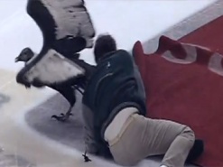 Кондор на хоккейной площадке стал звездой YouTube