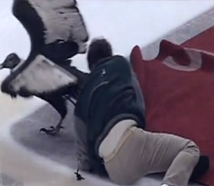 Кондор на хоккейной площадке стал звездой YouTube