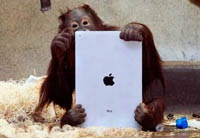 iPad объединит орангутанов на разных континентах