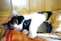 Грустный юбилей PSP