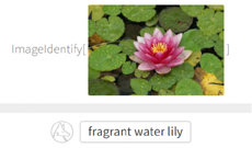 Создатели базы знаний Siri представили сервис по распознаванию изображений