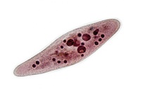 Создана игра из микробов