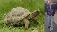Пьяный подросток продал краденную черепаху на Facebook за «копейки»