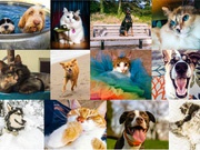 Исследователи из Facebook изучили отличия "собачников" от "кошатников"