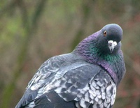 Американцы научили голубей пользоваться сенсорным экраном