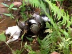 Людина, яка врятувала кота з обіймів удава, стала зіркою YouTube