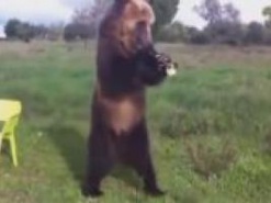 Медведь покорил зрителей YouTube игрой на трубе, танцами и непристойными жестами