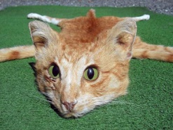 Житель Новой Зеландии продал на онлайн-аукционе коврик из кота