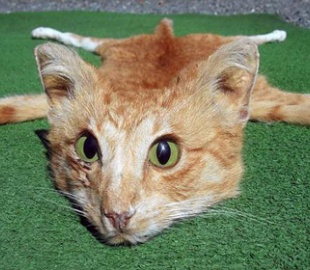 Житель Новой Зеландии продал на онлайн-аукционе коврик из кота