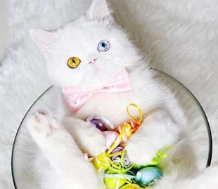 Пушистик с другой планеты: котенок с необыкновенными глазами загипнотизировал Инстаграм