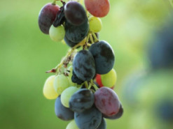 Гороскоп на 13 вересня для всіх знаків зодіаку: день, коли потрібно ретельно перевіряти інформацію