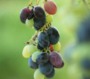 Гороскоп на 13 вересня для всіх знаків зодіаку: день, коли потрібно ретельно перевіряти інформацію