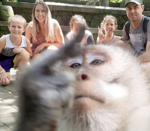 «Неприличное» селфи обезьяны насмешило Сеть