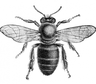 Из живых пчел ученые создают сеть Интернета вещей