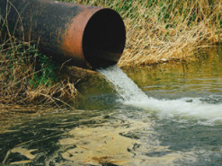 Великі тваринницькі ферми в ЄС зобов'яжуть зменшити шкідливі викиди