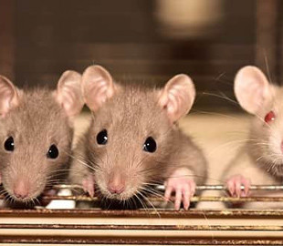 Ученые провели самый необычный эксперимент с крысами