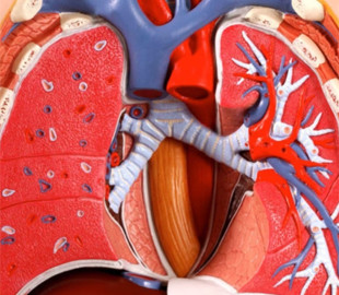 Вчені виростили штучні легені на чіпі