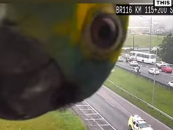 Попугай устроил игру в гляделки с камерой дорожного движения