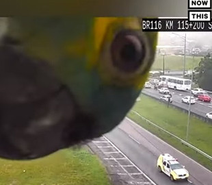 Попугай устроил игру в гляделки с камерой дорожного движения