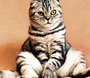 Кіт із тризубцем на голові став зіркою мережі