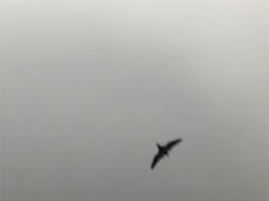 Датська оборонка тестує в Україні AI проти дронів: деталі проєкту