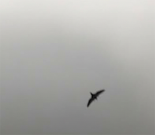 Датська оборонка тестує в Україні AI проти дронів: деталі проєкту