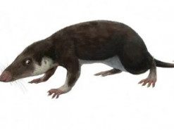 Вчені показали предка всіх ссавців на землі