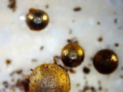 Експедиція з пошуку інопланетної техніки зазнала фіаско через помилку з місцем падіння метеорита