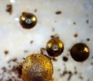 Експедиція з пошуку інопланетної техніки зазнала фіаско через помилку з місцем падіння метеорита