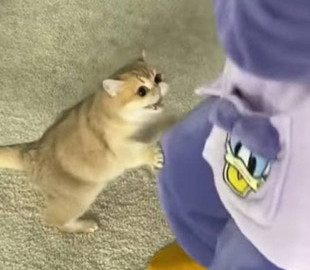 Смешная реакция кошки на танцы хозяйки попала на видео