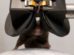Бінокулярна система занурила мишей у віртуальну реальність