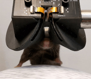 Бінокулярна система занурила мишей у віртуальну реальність