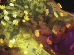 Біороботи з живих клітин "еволюціонували": у них з'явилася своя нервова система