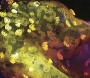 Біороботи з живих клітин "еволюціонували": у них з'явилася своя нервова система