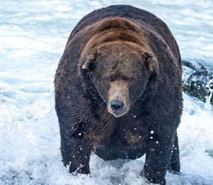 Фарширований лососем: на Алясці обрали найтовстішого курйозного ведмедя
