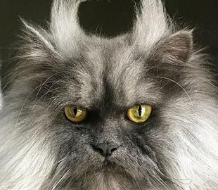 Еще один «злой» кот стал звездой Сети