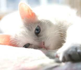 В Японии умер знаменитый кот-мем Набико