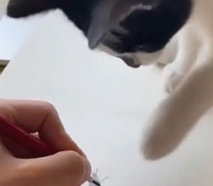 Смешные попытки кота поймать нарисованного жука попали на видео