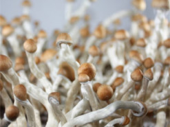 Вчені створюють комп’ютери, здатні вирощувати пам’ять з грибного міцелію