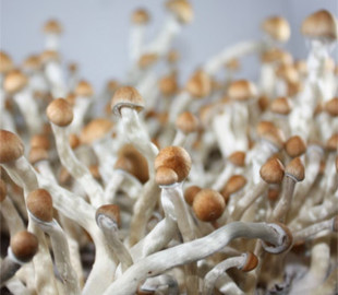 Вчені створюють комп’ютери, здатні вирощувати пам’ять з грибного міцелію