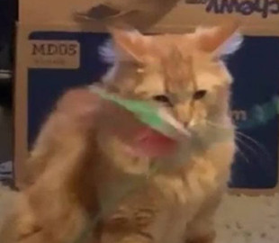 Реакция невозмутимого кота на новую игрушку развеселила Сеть