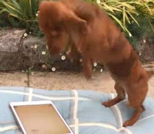 Эта смешная такса обожает играть на планшете