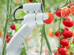 Великобритания: Нехватку рабочих на фермах преодолеют внедрением роботов