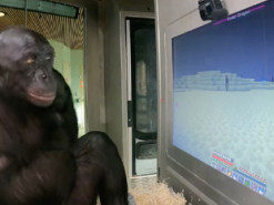 Шимпанзе навчився перемагати Ендер-дракона в Minecraft