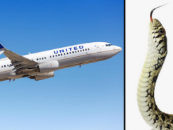 Паніка в літаку: змія заповзла до салону, пасажири зі страху застрибували на крісла