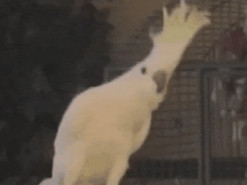 Звезда YouTube попугай Снежок реально танцует - ученые